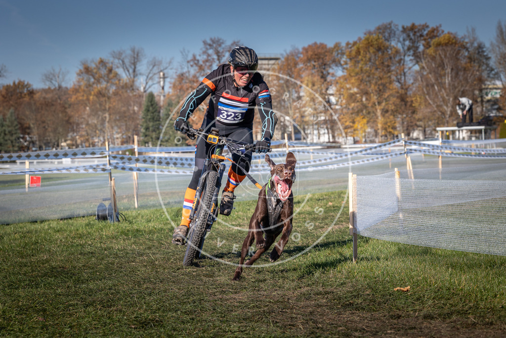 CaniXpix_0L8A5711 | Hundefotografie, Tierfotograf, Pfotenfotografie, Fotoshooting Hund, Hunde Portrait, Hundesport, Hundeportraits, Heideshooting, Hunde, Sportfotograf, Hundefotograf, Turnierhundsport, THS,  - Realisiert mit Pictrs.com