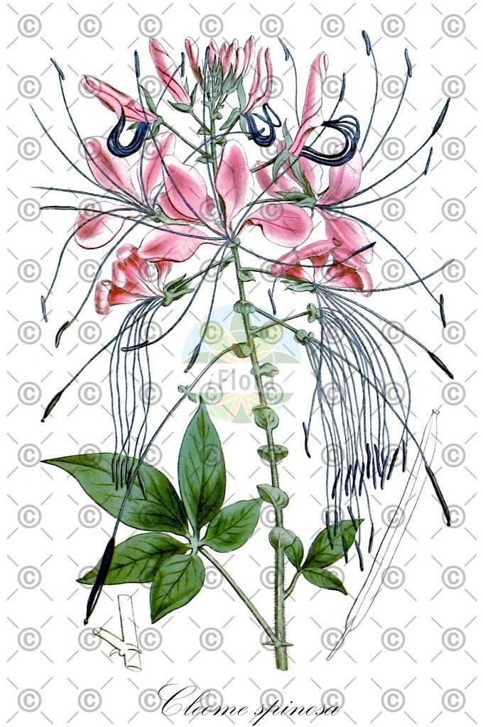 HistAbb_wfo-0001342288_1_ENZY_Simple | Historische Abbildung von Cleome spinosa - Cleomaceae | Historical Illustration of Cleome spinosa - Cleomaceae