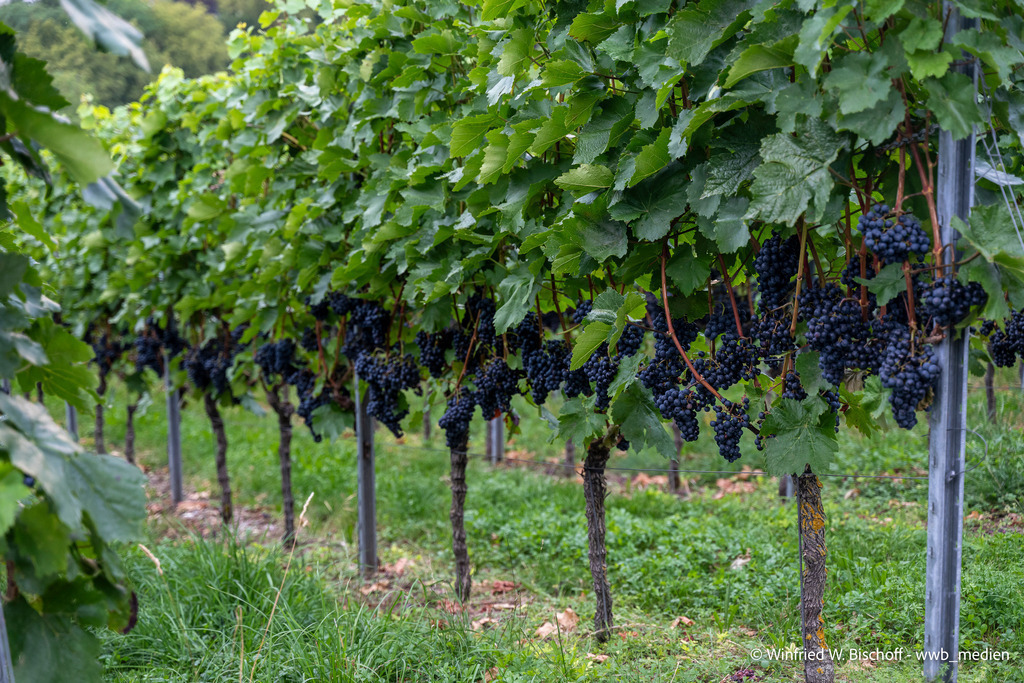 _DSC1515 | <Fotografie> <Video> <Film> <Winfried Bischoff> - Realisiert mit Pictrs.com