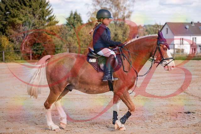 2026_10_03_Siefer-Hof_144332_Z81_17073784 | Professionelle Reitsport-, Turnier- und Eventfotografie von Robert Broda. Galerien mit ausgewählten und bearbeiteten Bildern direkt online ansehen und bestellen.