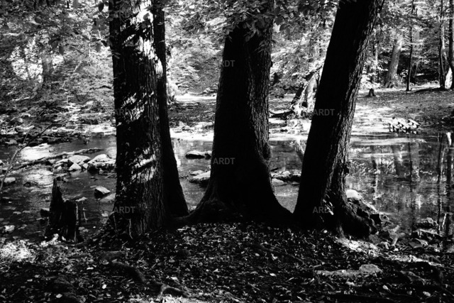 Landschaft und Natur ohne Farbe 20 | ARDT Foto Kunst