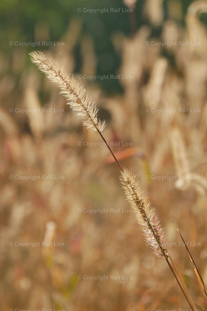 leuchtendes_Gras_im_Gegenlicht_01 | Stockfotos, Fotos mit Miniaturfiguren und kreativen Ideen. Dabei auch vieles aus der Metropolregion Rhein-Neckar. 