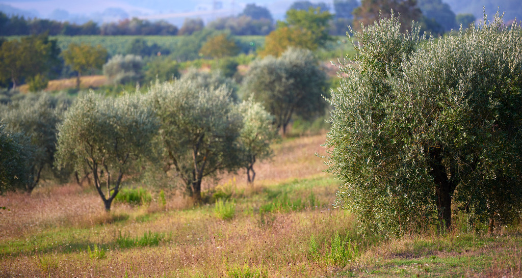 Olivenbaum-Plantage | Gioiella, Italien - September 10, 2016: Olivenbaum-Plantage. - Realisiert mit Pictrs.com