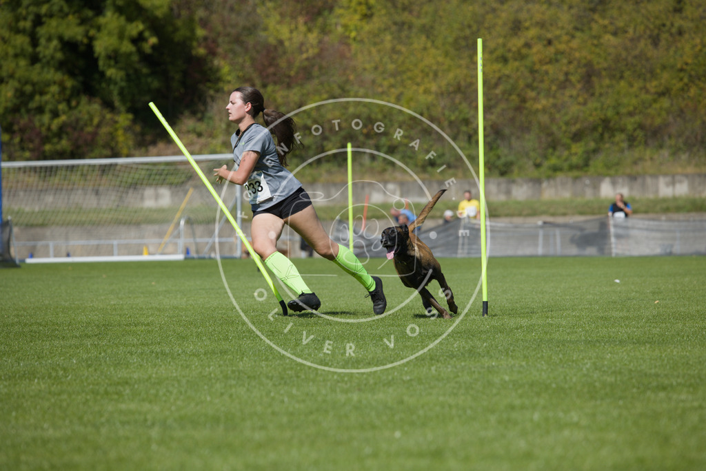 0L8A6084 | Hundefotografie, Tierfotograf, Pfotenfotografie, Fotoshooting Hund, Hunde Portrait, Hundesport, Hundeportraits, Heideshooting, Hunde, Sportfotograf, Hundefotograf, Turnierhundsport, THS,  - Realisiert mit Pictrs.com