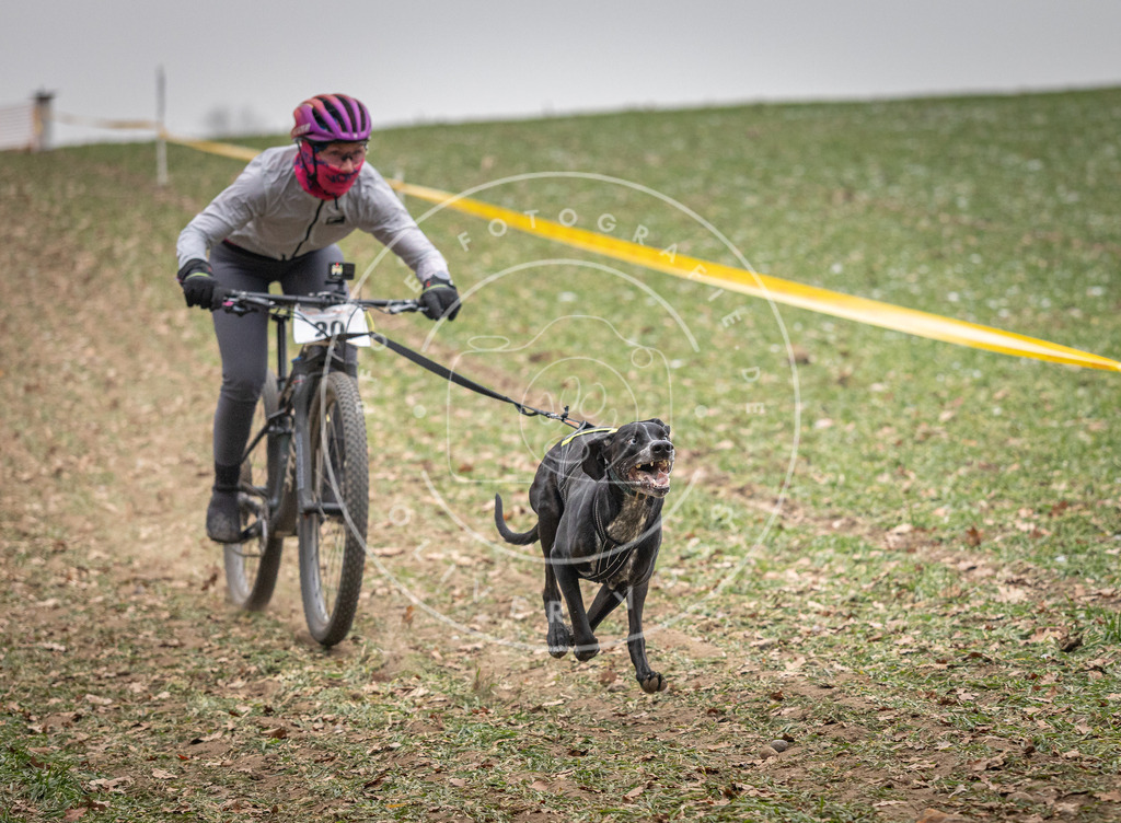 Pfotenfotografie_DV3A2308 | Hundefotografie, Tierfotograf, Pfotenfotografie, Fotoshooting Hund, Hunde Portrait, Hundesport, Hundeportraits, Heideshooting, Hunde, Sportfotograf, Hundefotograf, Turnierhundsport, THS,  - Realisiert mit Pictrs.com