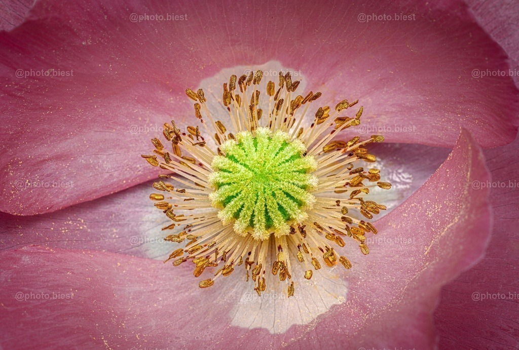 Mohnblütentraum | Die beeindruckende Blüte des rosafarbenen Mohns. - Realisiert mit Pictrs.com