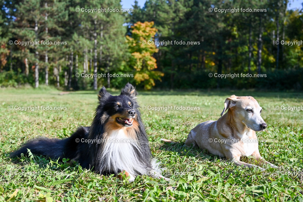 Hund_ Hunde_ 18.10.2021-2 | 18.10.2021, Linz, AUT, Hund, Hunde, im Bild Hund, Hunde, spazieren, Freilaufzone, Spazierweg, Arrigo und Luigi
