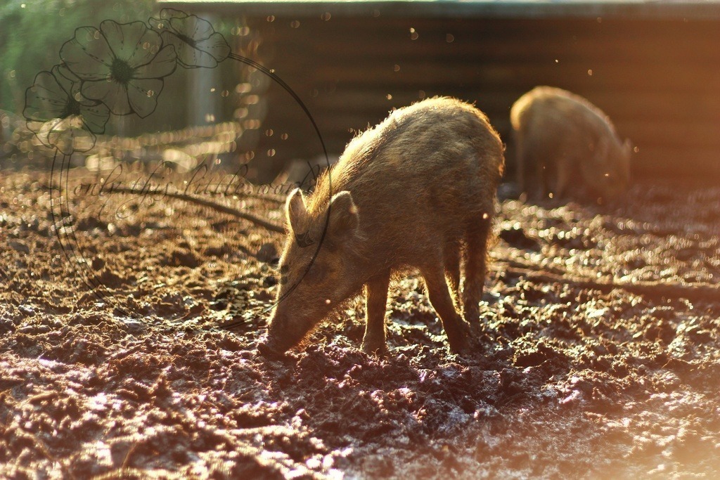 Frischling 001 | only.this.little.world - Realisiert mit Pictrs.com