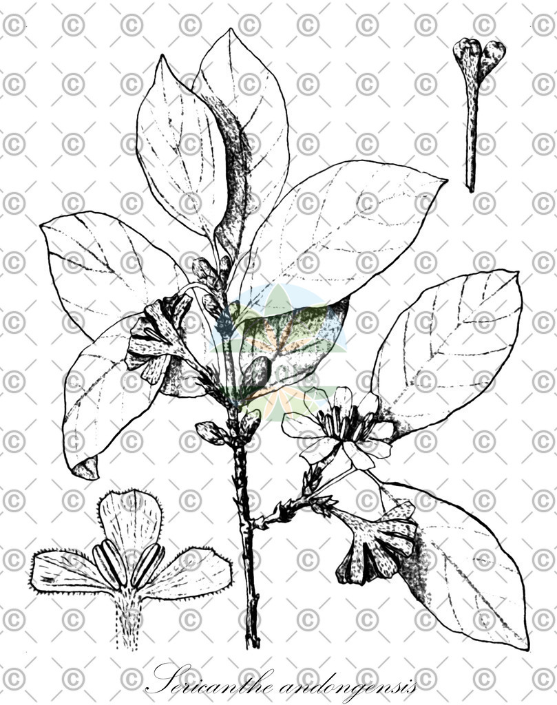 HistAbb_wfo-0000499420_1_ENZY_Simple | Historische Abbildung von Sericanthe andongensis - Rubiaceae | Historical Illustration of Sericanthe andongensis - Rubiaceae