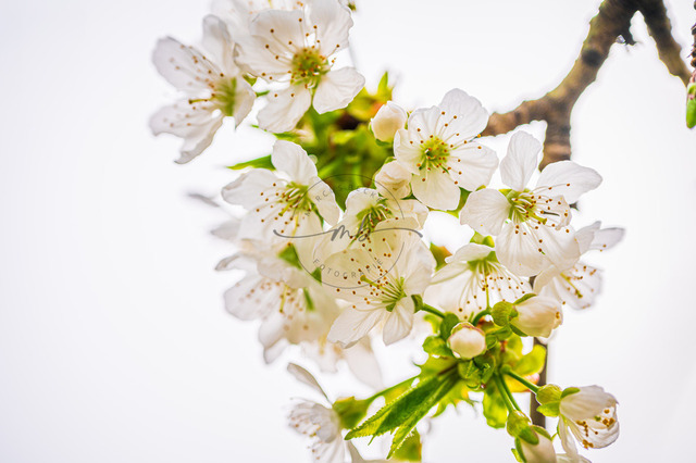 Blüten einer Süßkirche | Die weisen Blüten einer Süßkirche (Prunus avium) an einem Kirschbaum, Jena, Thüringen, Deutschland - Realisiert mit Pictrs.com