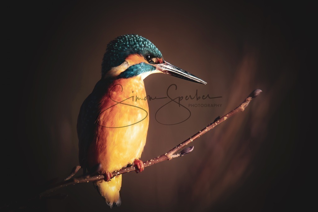 Eisvogel | Simone Sperber, svb-photography,Fotografin,Bilddesignerin,Naturfotografie,Macrofotografie,Tierfotografie,Wildtierfotografie,Ausstellungen,Auftragsfotografie,Kunst,Art,Photographer,Shootings,Bildberatbeitung,Galerie,Shop