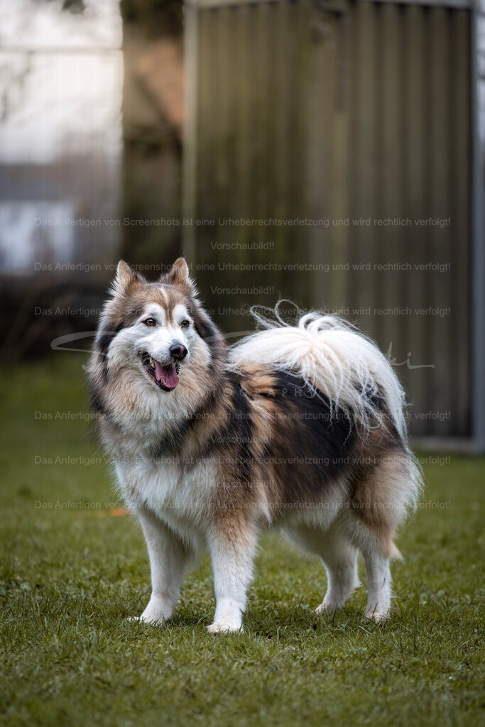 Hund-12_14.03.2026_DSCF6789 | People- und Tierfotografie, Imageaufnahmen, Veranstaltungsfotografie und Wandbilder aus der Natur ★ Made in Germany ✔️ Druck + Downloads ✔️ Naturfotografie in Top Qualität ★ schneller Versand, weltweite Lieferung! - Realisiert mit Pictrs.com