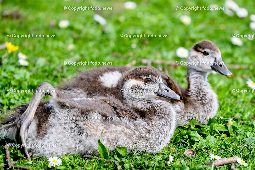 Vögel_ 15.03.2026-15 | 15.03.2026, LINZ, AUT, Themenbild, im Bild Vogel, Gänseküken, Nilgans Küken, Jungvogel, Küken, junger Wasservogel, flauschiges Gefieder, braun-weißes Gefieder, Vogelbaby, Vogel beim Fressen, Nahrungssuche, Wiese, Gras, Gänseblümchen, Naturfotografie, Tierfotografie, Wildvogel, europäische Parklandschaft, Nahaufnahme, Seitenansicht, Frühling, Tiernachwuchs,Symbolbild, Feature