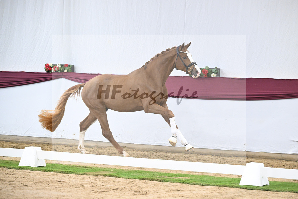 Kat-Nr. 118 Damaschino I x Mochito_Josef Zunterer_47253855 | hf-fotografie - Realisiert mit Pictrs.com