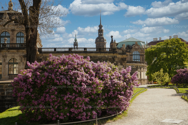 Dresdner_Zwinger_Flieder | Fotografie Photography Dresden Photoshooting  Fotoshooting Fotografin Dresdencity Bilder  Foto Dresdenvideos Kalender Postkarten Bilderdownload Portrait Hochzeitsfotografie Familienfotos Bewerbungsbilder Studiofotografie Fotograf Dresdenbilder Business - Realisiert mit Pictrs.com