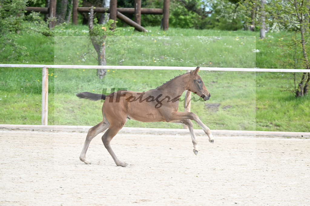 Glamourdale x San Muscadet_SF_Rattenhuber_11240048 | hf-fotografie - Realisiert mit Pictrs.com
