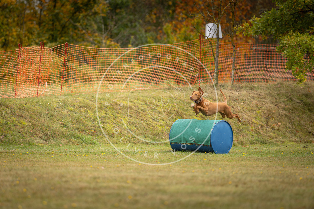 Pfotenfotografie_DV3A2663 | Hundefotografie, Tierfotograf, Pfotenfotografie, Fotoshooting Hund, Hunde Portrait, Hundesport, Hundeportraits, Heideshooting, Hunde, Sportfotograf, Hundefotograf, Turnierhundsport, THS,  - Realisiert mit Pictrs.com