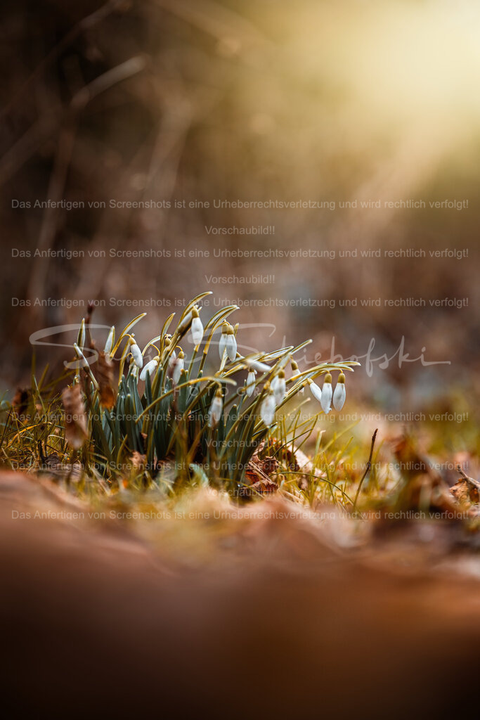 Schneeglöckchen in der Morgensonne | People- und Tierfotografie, Imageaufnahmen, Veranstaltungsfotografie und Wandbilder aus der Natur ★ Made in Germany ✔️ Druck + Downloads ✔️ Naturfotografie in Top Qualität ★ schneller Versand, weltweite Lieferung! - Realisiert mit Pictrs.com
