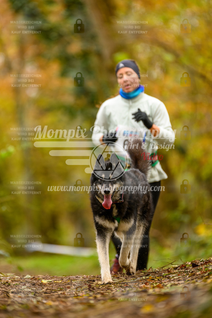 MompixPhotography_Bischwiller24_SA_Canicross-100 | mompixphotography