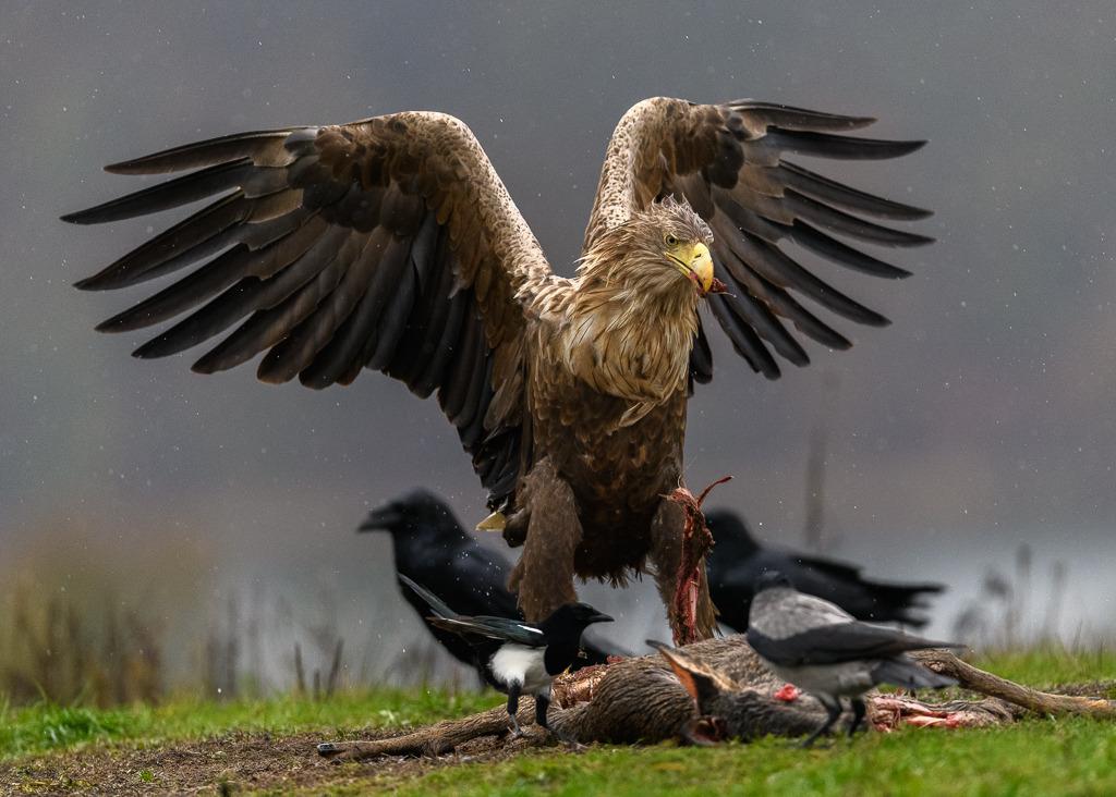 seeadler-2019-471 | Ein Seeadler frisst am Köderplatz in der Feldberger Seenlandschaft, umringt von Kolkraben, Nebelkrähen und Elstern. - Realisiert mit Pictrs.com