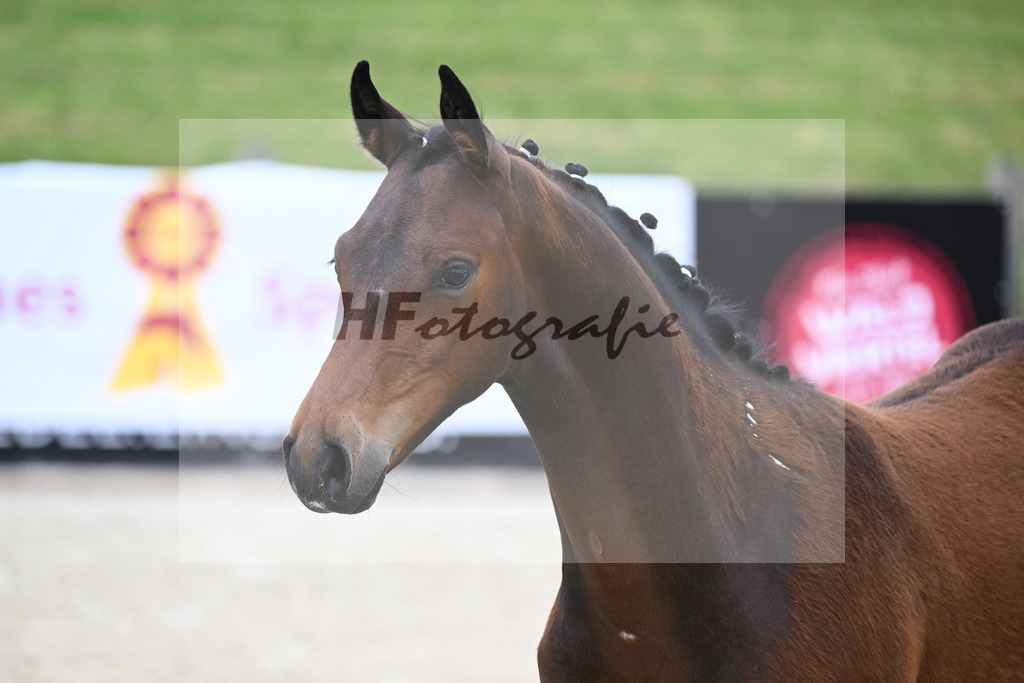 Kat-Nr. 1 HF Cornets Balou_Fischer_17230026 | hf-fotografie - Realizzato con Pictrs.com