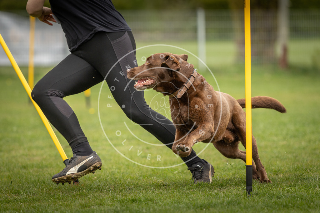 Pfotenfotografie_DV3A9413 | Hundefotografie, Tierfotograf, Pfotenfotografie, Fotoshooting Hund, Hunde Portrait, Hundesport, Hundeportraits, Heideshooting, Hunde, Sportfotograf, Hundefotograf, Turnierhundsport, THS,  - Realisiert mit Pictrs.com