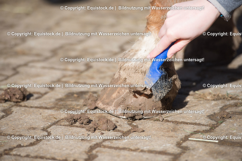 TS_20180305_Hufe_s__ubern_0002 | Foto: Thomas Hartig