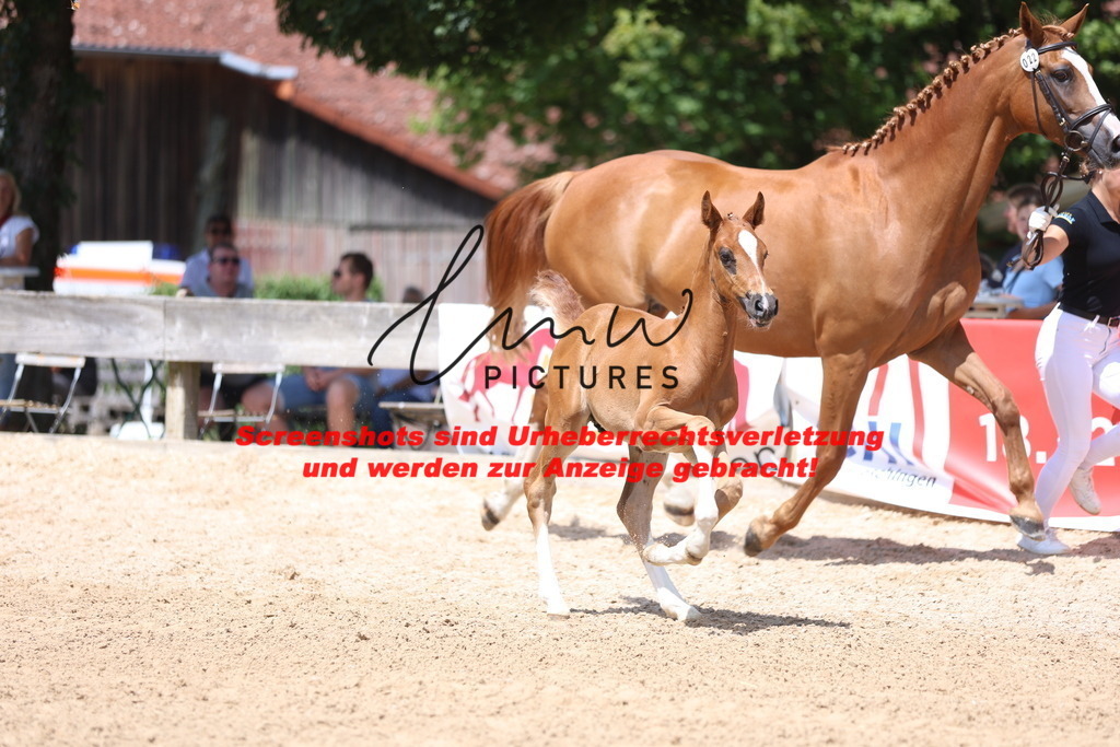 Fohlenschau_Schwäbisch_Hall_springbetonte_Fohlen_KN 22_15 | lmwpictures - Realisiert mit Pictrs.com