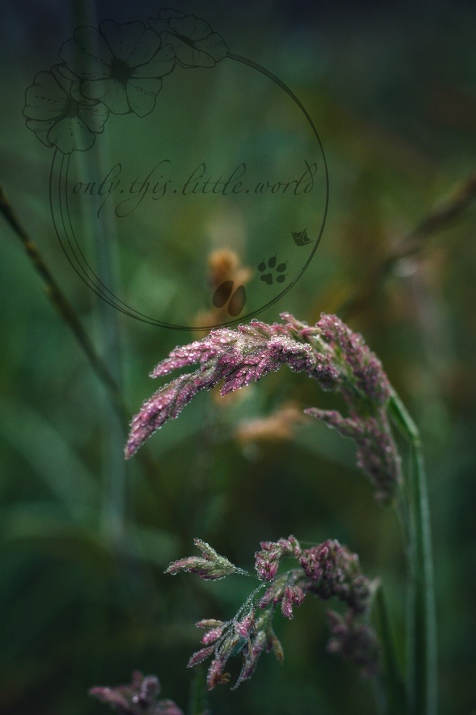 IMG_7577-01 | only.this.little.world - Realisiert mit Pictrs.com