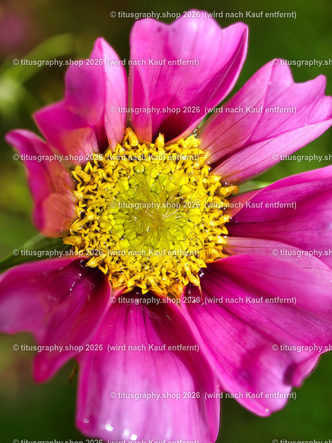 titusgraphy_PA091091-vz-ln | titusgraphy-shop: Geschenkideen mit Qualitätsfotos. titusgraphy-shop: gift ideas with quality photos. titusgraphy-shop: idées cadeaux avec photos de qualité.  - Realisiert mit Pictrs.com