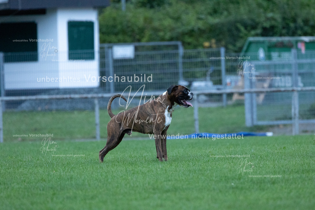 _16A4425 | Einzigartige Fotos von Hunden & Menschen –Actionfotos, Portraits, Vereinsaufnahmen & Paarshootings – authentisch, lebendig & mit Herz.