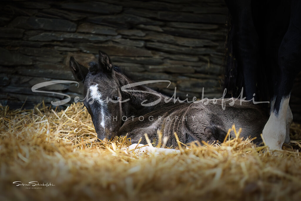 "Elli" | Ein neugeborenes Fohlen liegt im Stroh, beschützt von seiner Mutter - Realisiert mit Pictrs.com