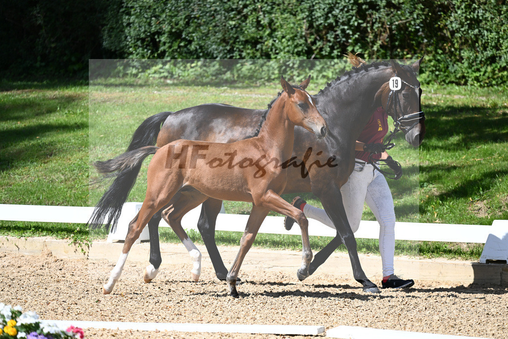 Kat-Nr. 19 HF DSP Va Bene x Rubin Royal_Haegler_27230256 | hf-fotografie - Realisiert mit Pictrs.com