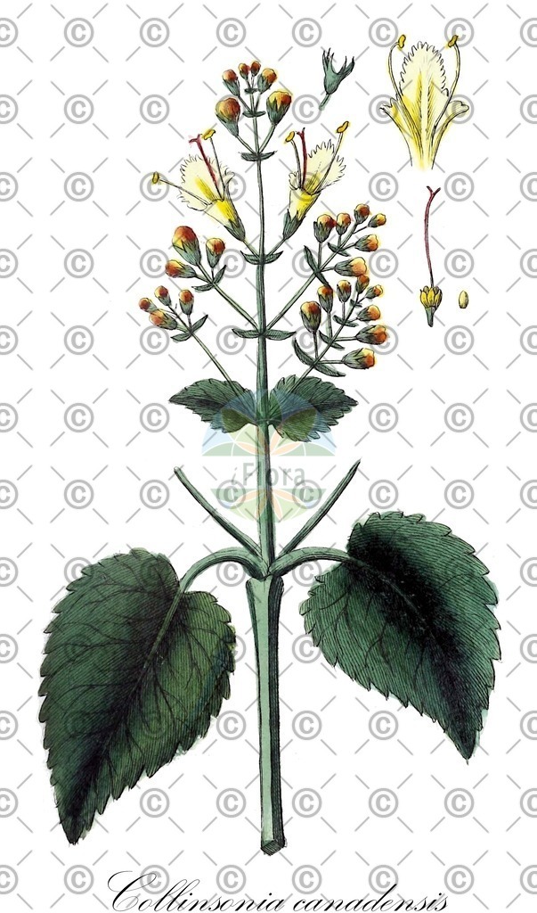 HistAbb_EMP_28174_SRC_Schlechtendal_FLORAD_SIMPLE | Historische Abbildung von Collinsonia canadensis - Lamiaceae | Historical Illustration of Collinsonia canadensis - Lamiaceae