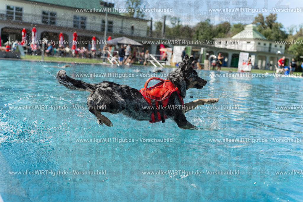 Hundeschwimmen_Volksbad_2026-allesWIRTHgut_Tierfotografie-2609061206-111631-7R500192 | Professionelle Tierfotografie in Mönchengladbach von Daniel Wirth (allesWIRTHgut). Liebevolle & natürliche Bilder von Hunden & Katzen für unvergessliche Erinnerungen.