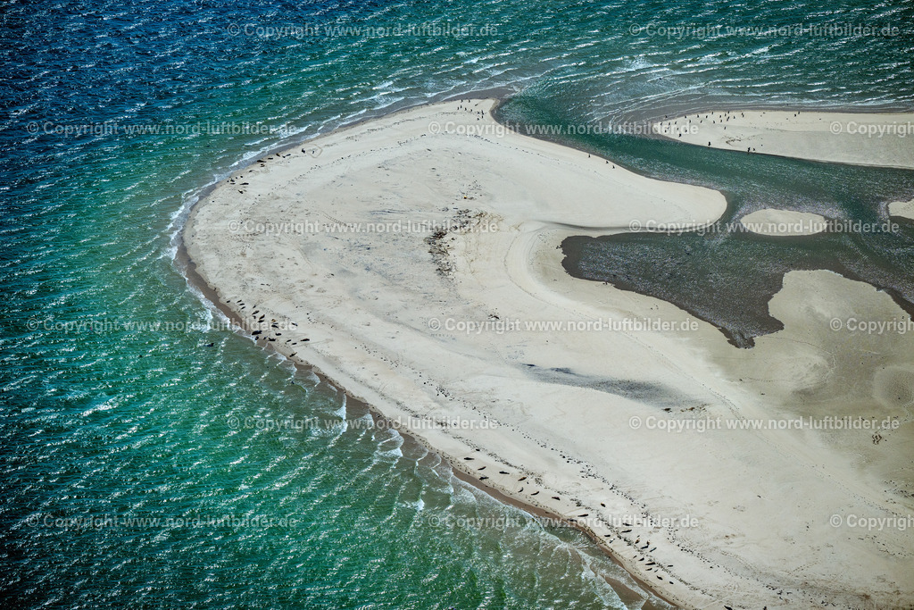 Sylt_Hörnum_Robben_und_Seehundbänke_ELS_5611130825 | SANDBANK VOR AMRUM SYLT 21.06.2025 Seehunde, Kegelrobben auf einer Sandbank- Landfläche in der Meeres- Wasseroberfläche Nordsee vor Amrum im Bundesland Schleswig-Holstein. // Seals on one area in the sea water surface North Sea in front of Amrum in the state Schleswig-Holstein. Foto: Martin Elsen
