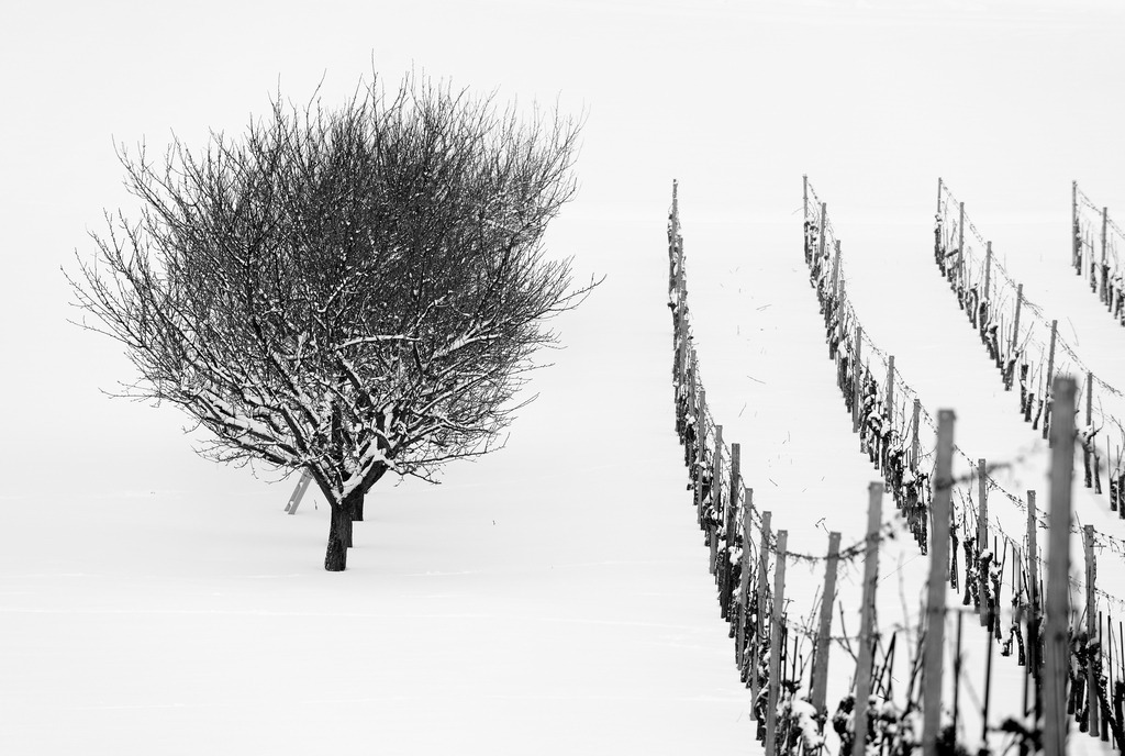 Weingarten im Winter | Enzersfeld, Austria - February 23, 2013: Weingarten im Winter. - Realisiert mit Pictrs.com