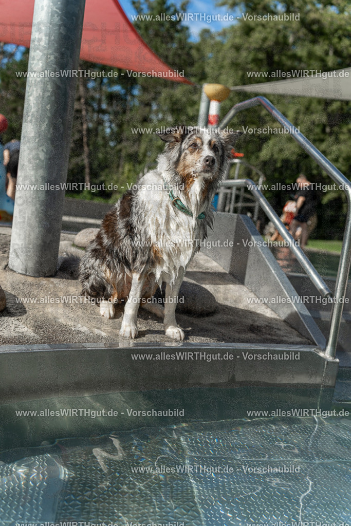 Hundeschwimmen_Volksbad_2026-allesWIRTHgut_Tierfotografie-2609061535-7R501656 | Professionelle Tierfotografie in Mönchengladbach von Daniel Wirth (allesWIRTHgut). Liebevolle & natürliche Bilder von Hunden & Katzen für unvergessliche Erinnerungen.
