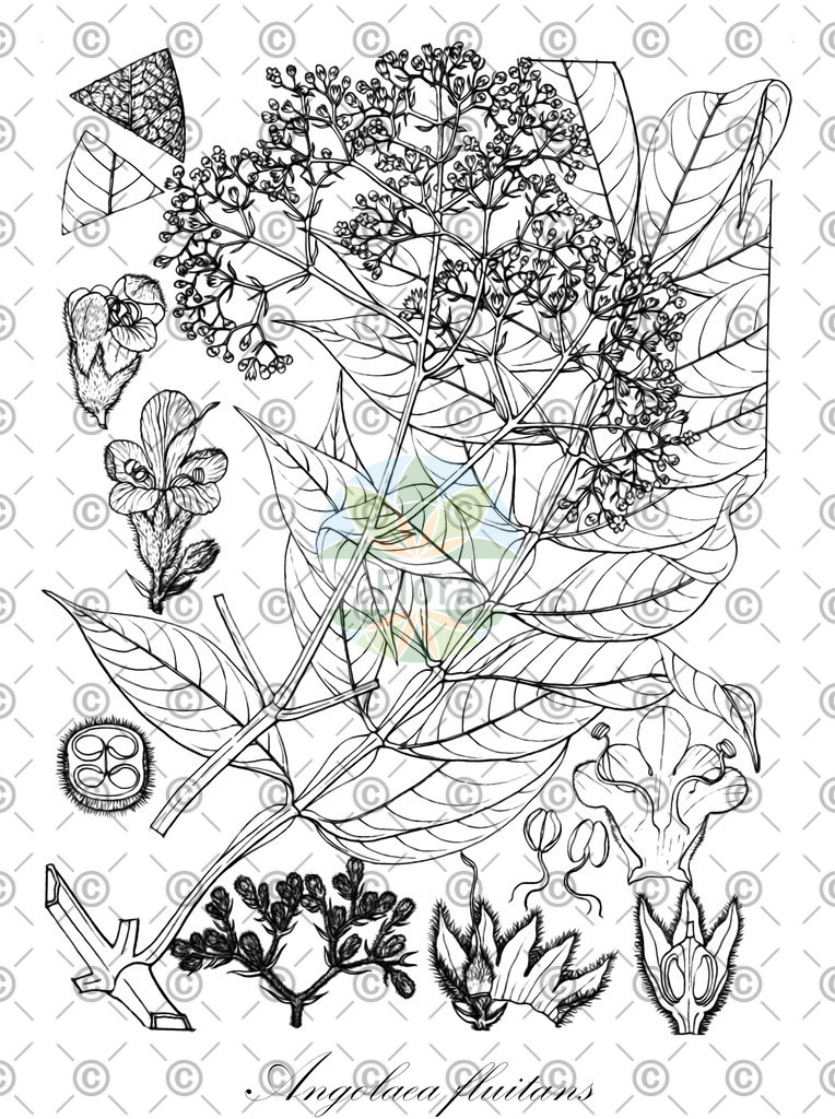 HistAbb_wfo-0000536542_556_ENZY_Simple | Historische Abbildung von Angolaea fluitans - Podostemaceae | Historical Illustration of Angolaea fluitans - Podostemaceae