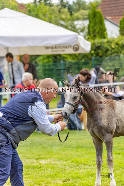 IG WELSH VM 2024-328 | mandyhollmannphotographie