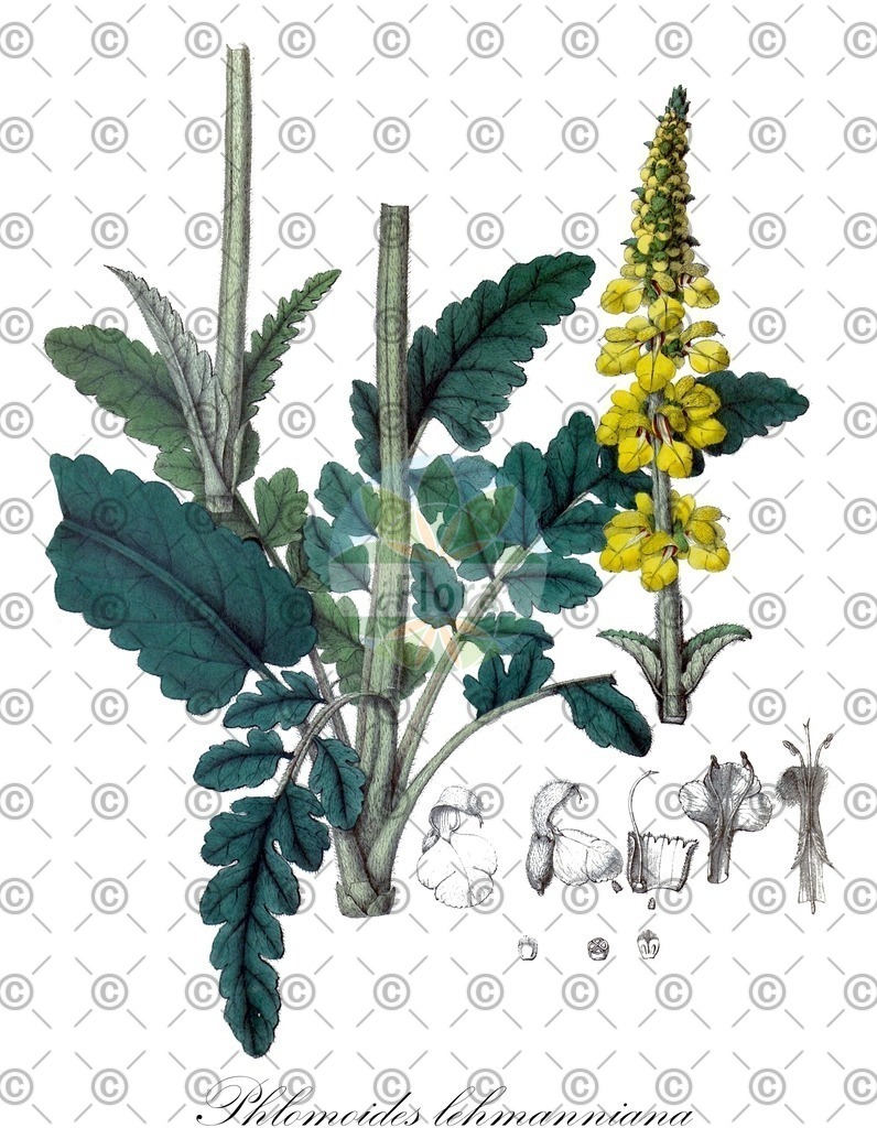 HistAbb_wfo-0001099784_1_ENZY_Simple | Historische Abbildung von Phlomoides lehmanniana - Lamiaceae | Historical Illustration of Phlomoides lehmanniana - Lamiaceae