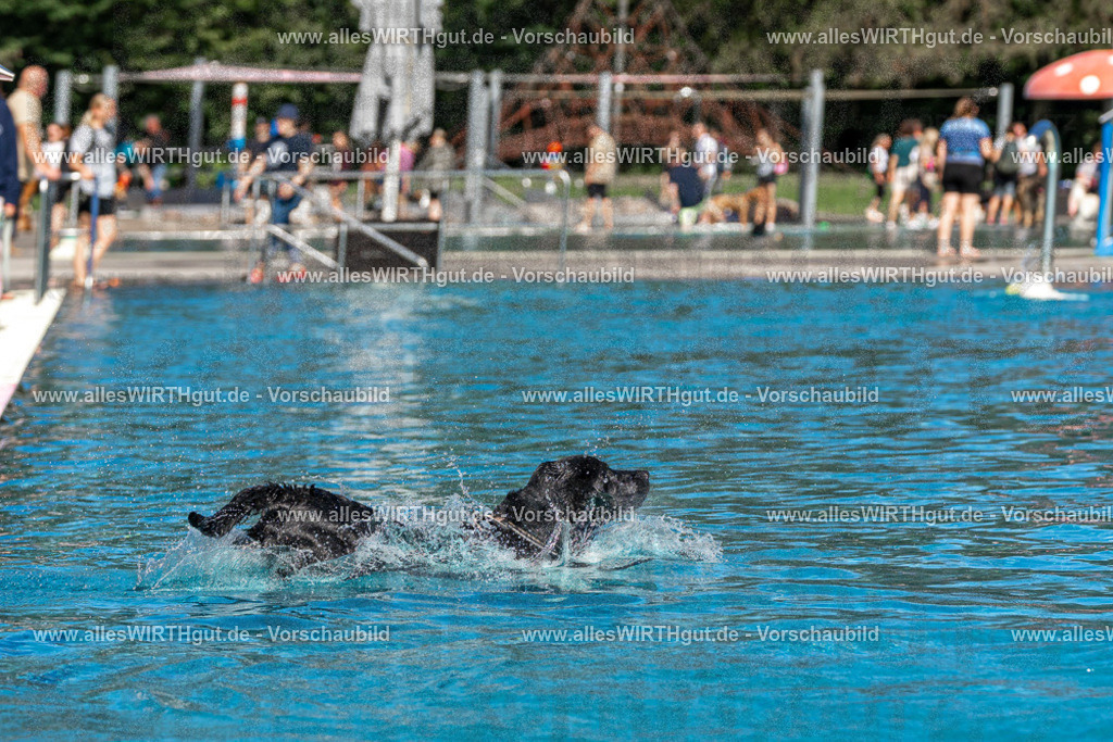 Hundeschwimmen_Volksbad_2026-allesWIRTHgut_Tierfotografie-2609061429-FAY06962 | Professionelle Tierfotografie in Mönchengladbach von Daniel Wirth (allesWIRTHgut). Liebevolle & natürliche Bilder von Hunden & Katzen für unvergessliche Erinnerungen.
