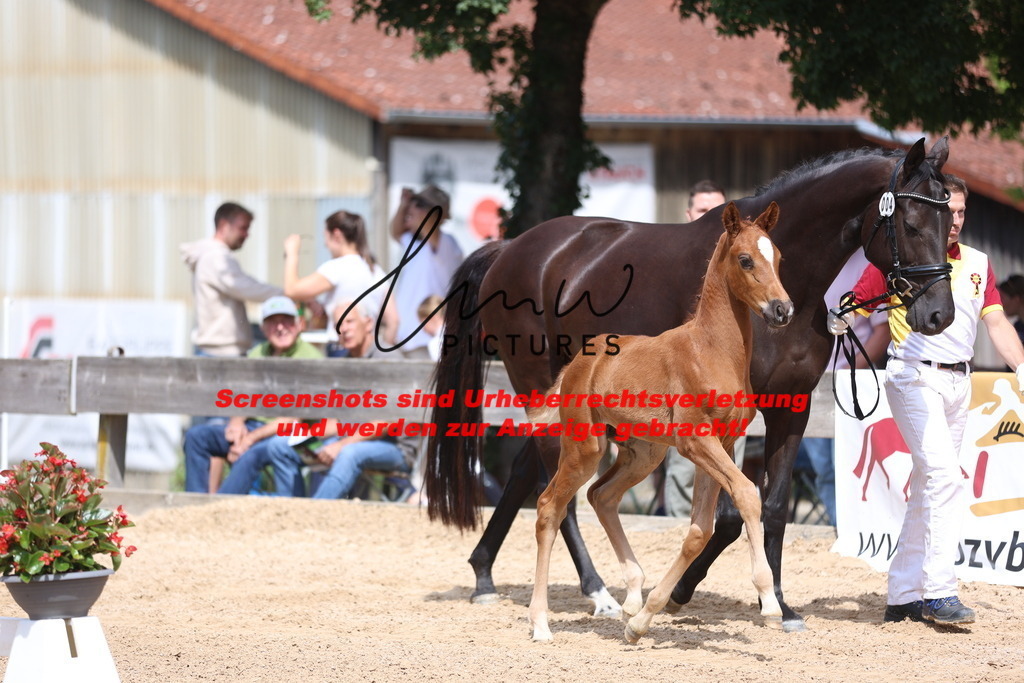 Fohlenschau_Schwäbisch_Hall_dressurbetonte_Fohlen_KN 4_14 | lmwpictures - Realisiert mit Pictrs.com