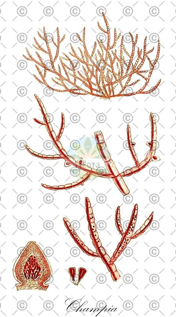 HistAbb_3M3J_2_ENZY_Simple | Historische Abbildung von Champia - Champiaceae (0) | Historical Illustration of Champia - Champiaceae (0)