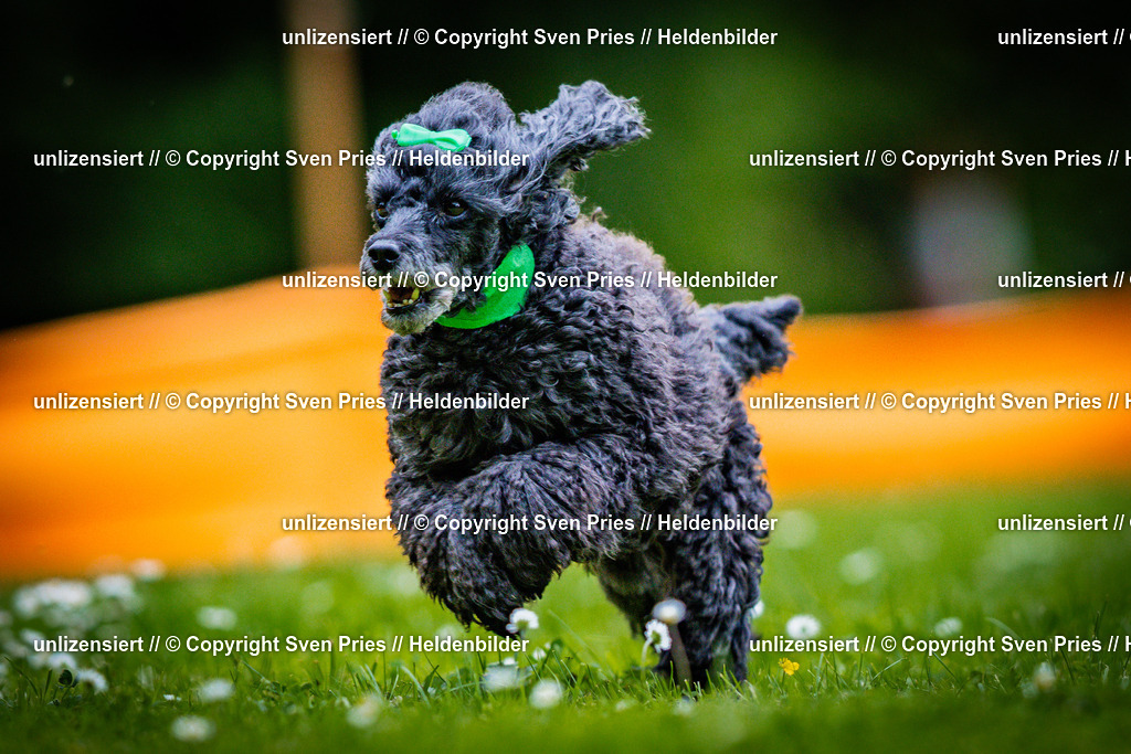 Sven Pries | 2025-05-29 - Pudelrennen KA-Durlach - Realisiert mit Pictrs.com