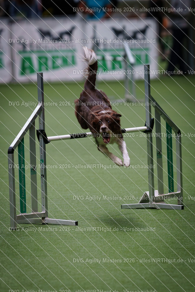 allesWIRTHgut_Tierfotografie-DVG_Agility_Masters_2026-09_25-7R501620 | Professionelle Tierfotografie in Mönchengladbach von Daniel Wirth (allesWIRTHgut). Liebevolle & natürliche Bilder von Hunden & Katzen für unvergessliche Erinnerungen.
