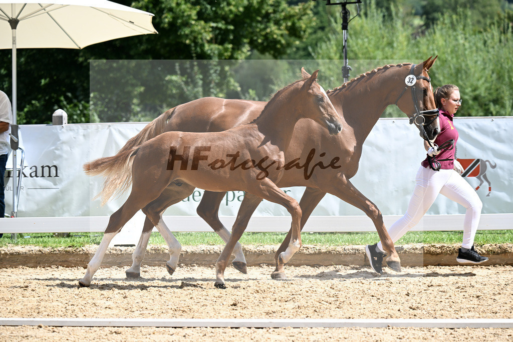Kat-Nr. 32 Va Bene x De Niro_HF_Kornes_29250974 | hf-fotografie - Realizzato con Pictrs.com