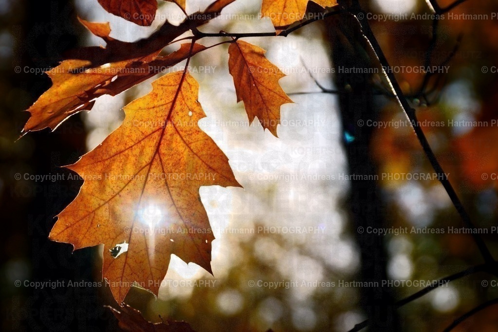 Eichenblatt im Herbst mit Sonnenstrahl | Eichenblatt im Herbst mit Sonnenstrahl - Realisiert mit Pictrs.com