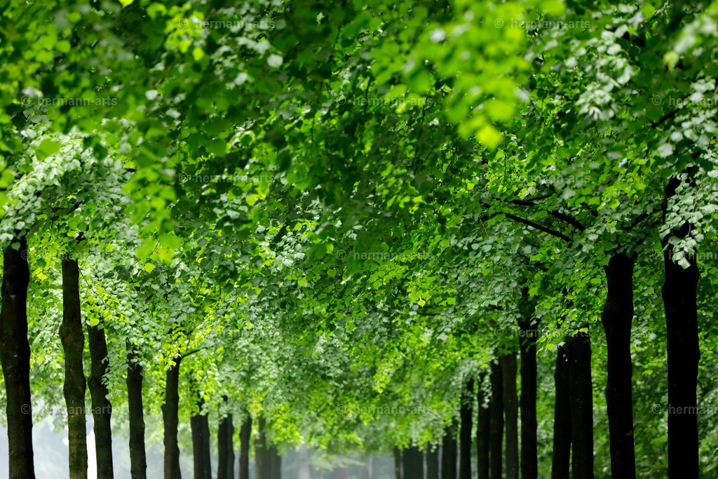 Trees_fine_Art_0003 | Photo Foto Kunst Art schwarzweiss Bilder Rheine Münster Berlin Blumen 