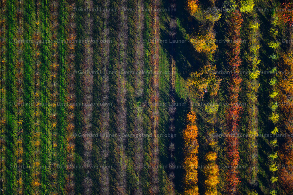 3503663 | herbstliche Baumstrukturen bei Sommerhausen